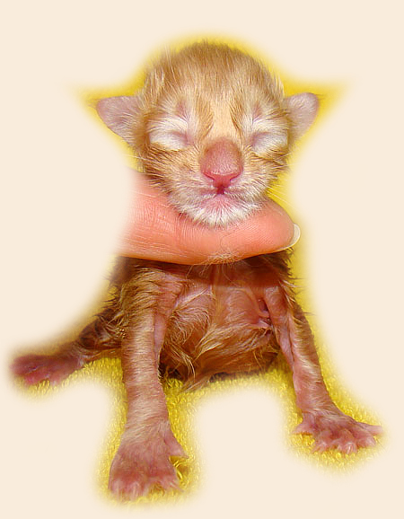     Catsvill County!   !    !       !!!    Catsvill County +7-926-544-74-09     .   ,   ,   ,    ,   ,  ,     ,   -,    ,   !